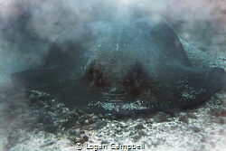 my favorite image of a southern stingray i have ever capt... by Logan Campbell 